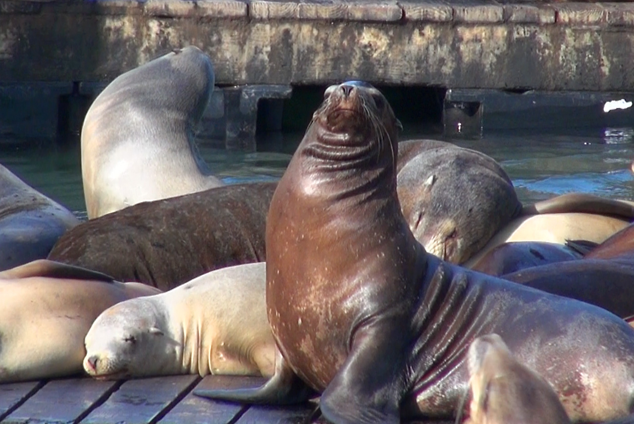 Die Seelöwen von Pier 39